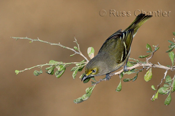 White-eyed Vireo © Russ Chantler